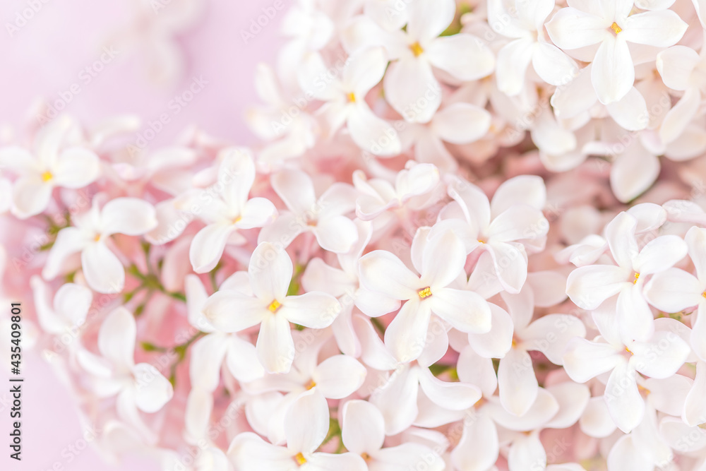 Pale pink lilac blossoms on pink background, closeup