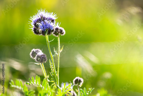 A bright and warm picture of a purple flower in a blooming meadow.