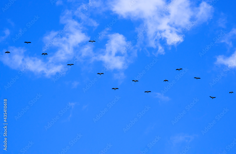 Flock of Asian openbill storks flying in winding row against white cloud and blue sky background in low angle view Flock of Asian openbill storks flying in winding row against white cloud and blue sky background in low angle view