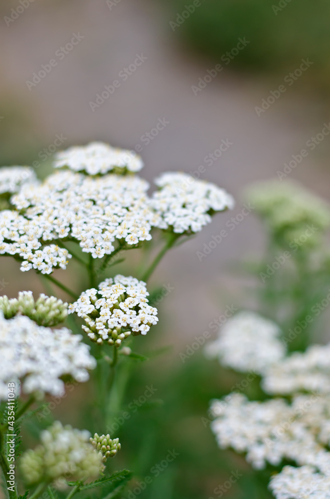 Inflorescences of yarrow wild plants. Inflorescences of yarrow wild plants.