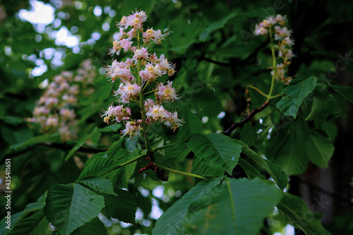 Kasztanowiec (Aesculus L.) – rodzaj drzew, rzadziej krzewów należących do rodziny mydleńcowatych (Sapindaceae).
