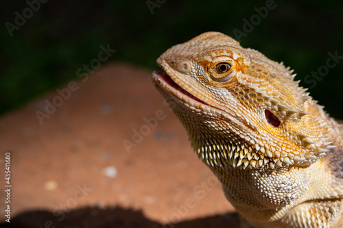 closeup bearded dragon on ground with blur background