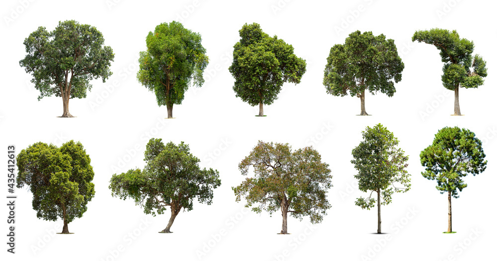 Fototapeta premium Collection of trees Isolated on white background, Exotic tropical tree for design.