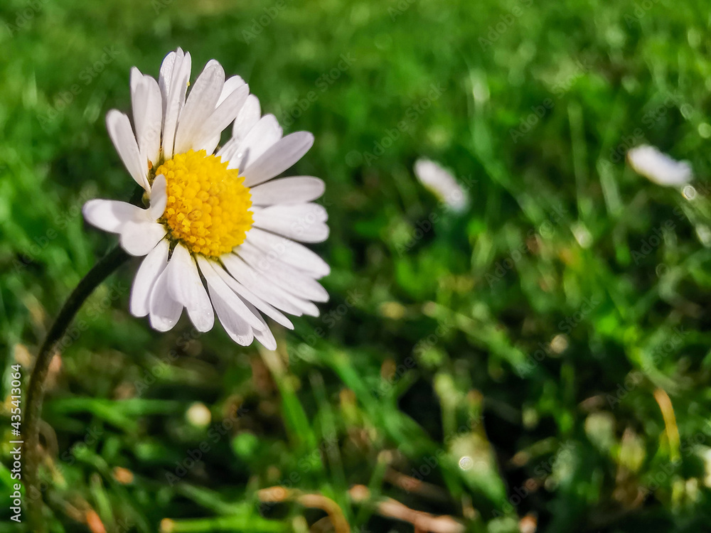 single daisy white blooming flower in the green grass single daisy white blooming flower in the green grass