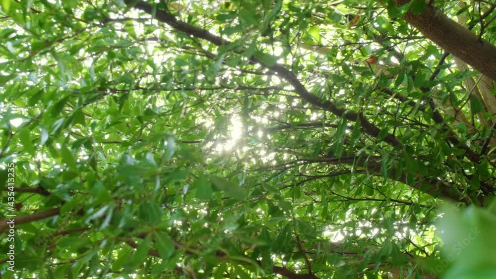 4K Fresh green leaves on tree sway in the wind. Elegant green background of green leaves and bokeh with sunlight. Camera moving green nature tree with sun ray background 4K Fresh green leaves on tree sway in the wind. Elegant green background of green leaves and bokeh with sunlight. Camera moving green nature tree with sun ray background