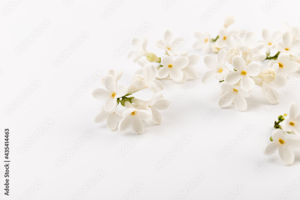 Fototapeta premium beautiful blooming white lilac flowers. Macro photo. Blossoming common Syringa vulgaris lilacs bush white cultivar.