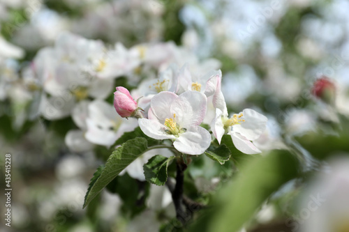 Fototapeta Naklejka Na Ścianę i Meble -  Closeup view of blossoming quince tree outdoors