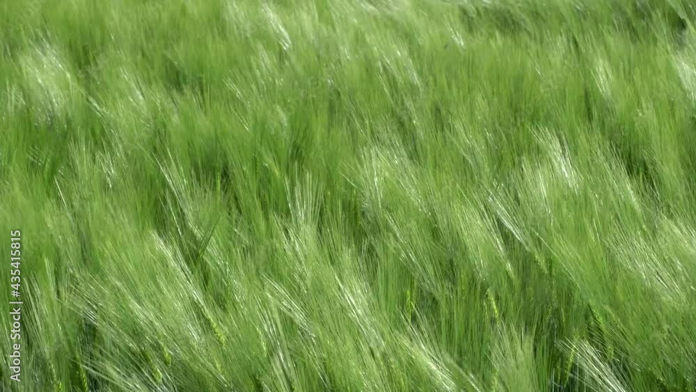 Medium shot unripe ears of corn blown by the wind. Slow motion 4K Medium shot unripe ears of corn blown by the wind. Slow motion 4K