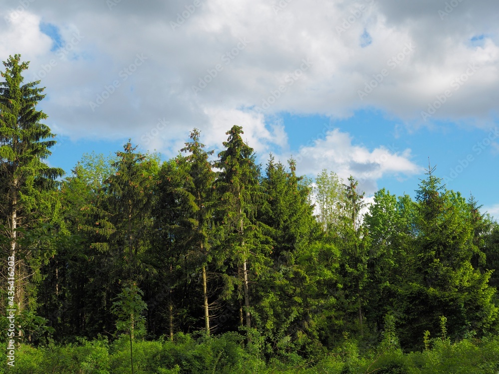 Mischwald - Bäume im frischen Frühlingskleid Mischwald - Bäume im frischen Frühlingskleid