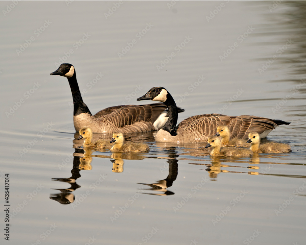 Obraz premium Canada Goose Photo. Canadian Geese with their gosling babies swimming and displaying their feather, in their environment and habitat. Canada Geese Image. Picture. Portrait. Photo.