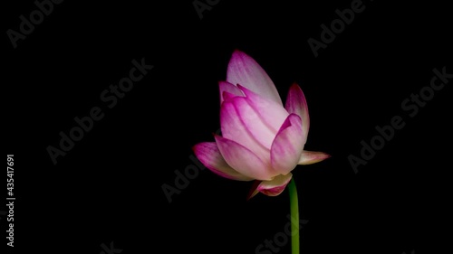 蓮の開花　タイムラプス