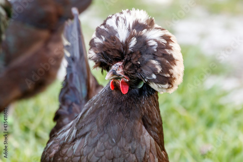 White Crested Black Polish Bantam Chicken hen in a backyard farm in Loxahatchee Florida in Palm Beach near Miami - Dade, Broward, Fort Lauderdale and the Everglades. 
