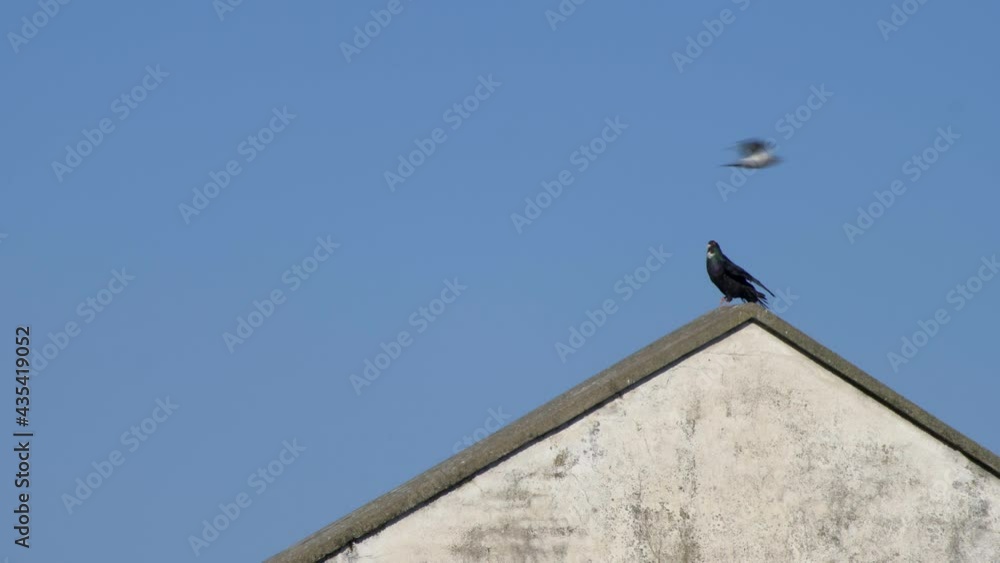 Black bird flaps wings over the roof of a house. Slow motion 4K Black bird flaps wings over the roof of a house. Slow motion 4K