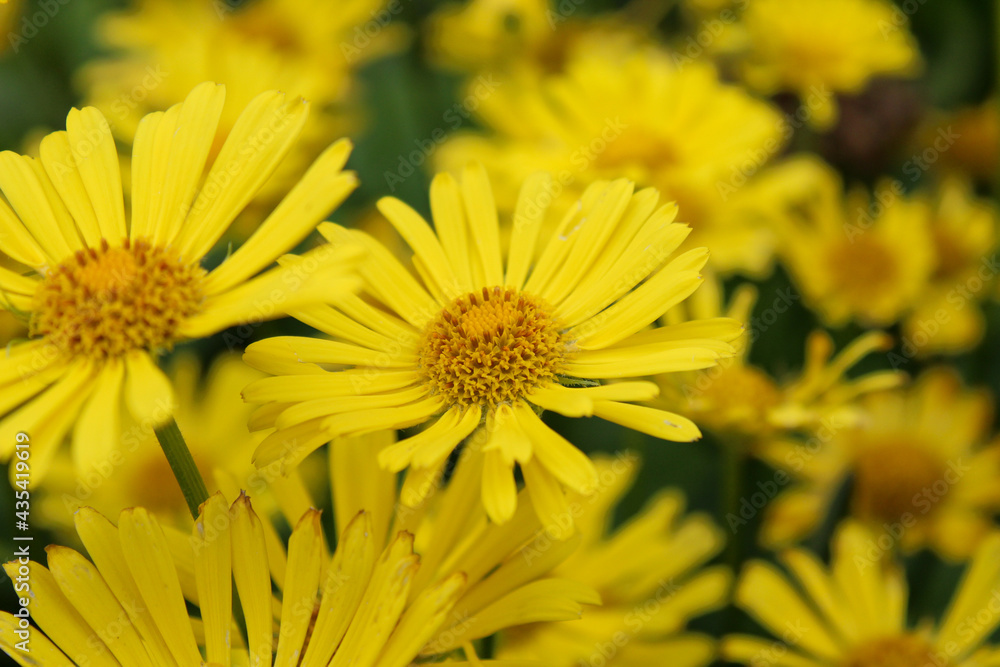 The Garden chamois (Doronicum orientale) The Garden chamois (Doronicum orientale)