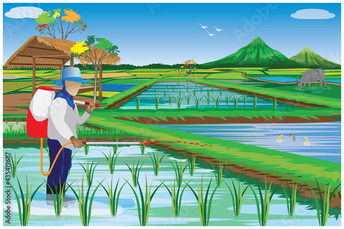 farmer sprays manure into rice in paddy field at countryside vector design