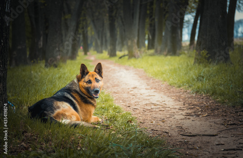 dog in the park