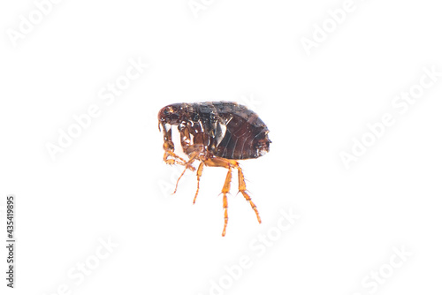 Flea on white background close-up. Destruction of parasites in pets