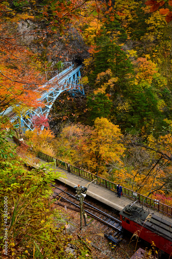 Fototapeta premium 紅葉の黒部渓谷トロッコ列車