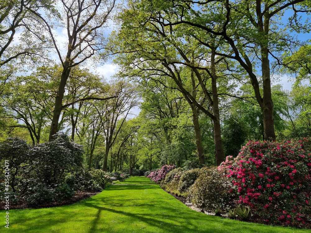 Rhododendron Park Bremen Horn Lehe Germany - obrazy, fototapety, plakaty 