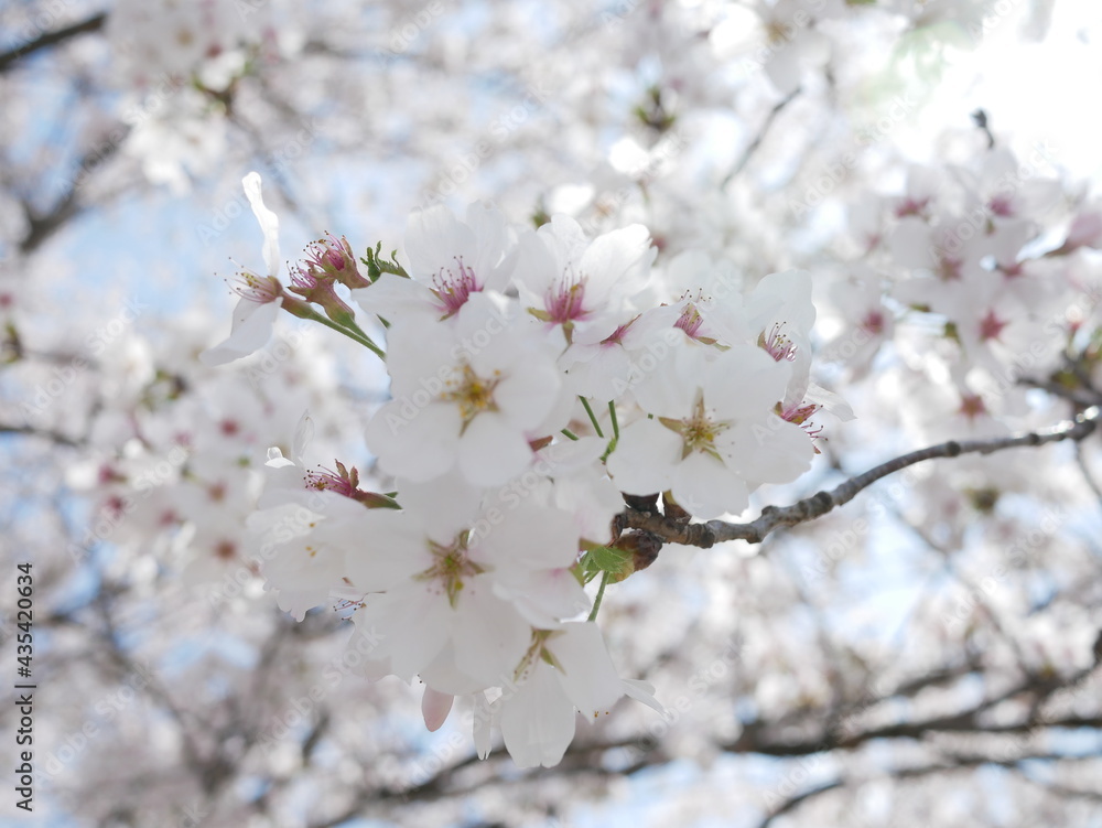cherry tree blossom cherry tree blossom