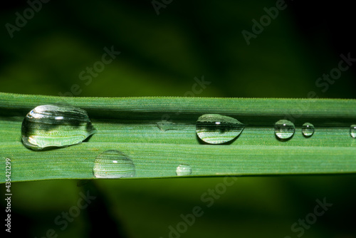 Grashalm mit Wassertropfen