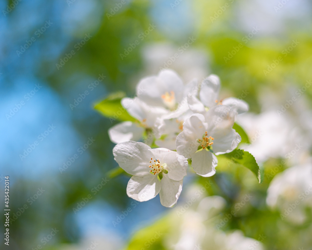 Apple tree branch with white flowers in spring in the sunlight