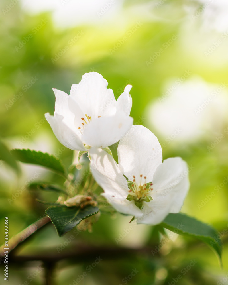 Apple tree branch with white flowers in spring in the sunlight Apple tree branch with white flowers in spring in the sunlight