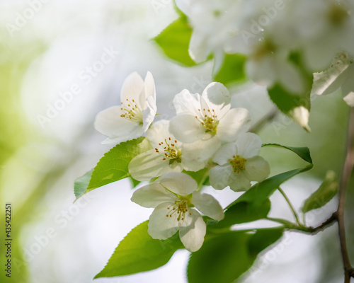 Fototapeta Naklejka Na Ścianę i Meble -  Apple tree branch with white flowers in spring in the sunlight