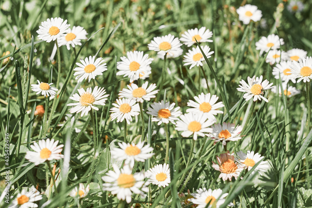 Fototapeta premium White wild flowers in the green grass.