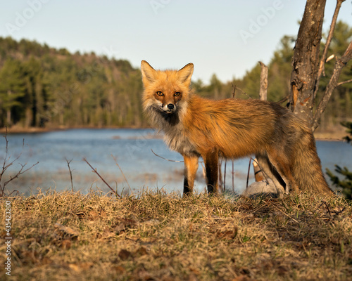 Red Fox Photo Stock. Fox Image. Close-up profile side view with water and forest background in the springtime in its environment and habitat. Picture. Portrait.
