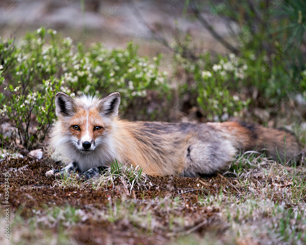 Fototapeta premium Red Fox Photo Stock. Fox Image.