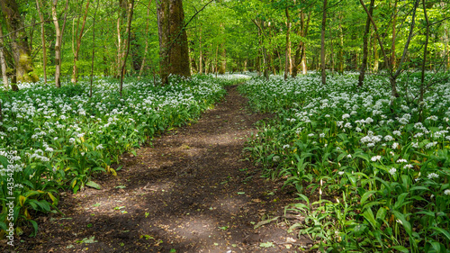 A walking trail through the wild garlic (Allium ursinum) forest in Scotland