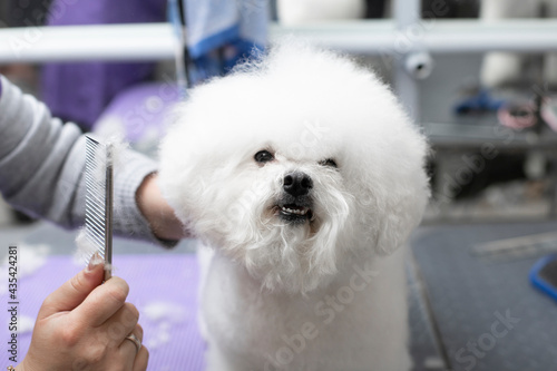 Bichon frise grooming. Happy Bichon frise. Grooming process. Dog grooming. The groomer holds the dog with his hand. Grooming by a professional groomer in the salon. Dog show