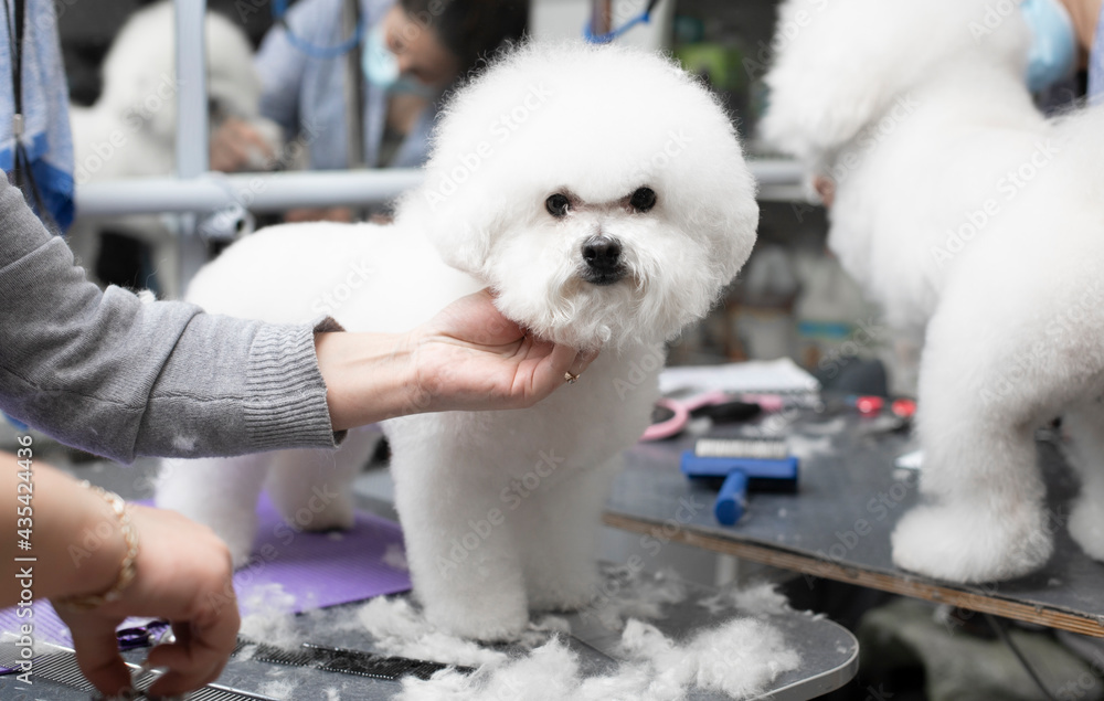 Bichon frise grooming. Happy Bichon frise. Grooming process. Dog grooming. The groomer holds the dog with his hand. Grooming by a professional groomer in the salon. Dog show Bichon frise grooming. Happy Bichon frise. Grooming process. Dog grooming. The groomer holds the dog with his hand. Grooming by a professional groomer in the salon. Dog show