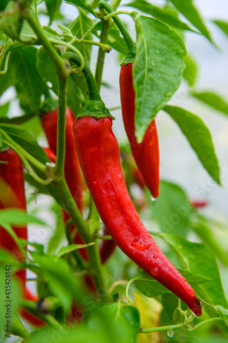 Red hot chili peppers growing in a garden