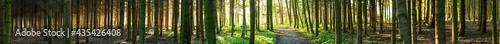Wald Panorama mit durchscheinender Sonne