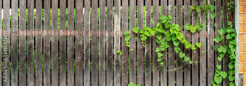 Old wooden fence door with green leaf Ivy. Overgrown plant on wood plank door texture background panorama.