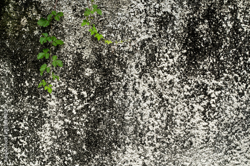Old cement concrete wall texture with moss stains and green leaf Ivy. Dirty white wall texture with creeping plant and tree vine. Overgrown plant on concrete floor background.