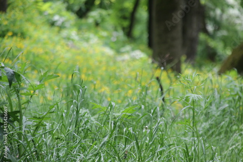 Fototapeta Naklejka Na Ścianę i Meble -  Grass in the forest in spring, close-up.
