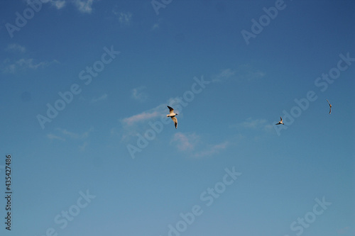 Seagulls fly against the blue sky. White bird on a blue background. Background image.