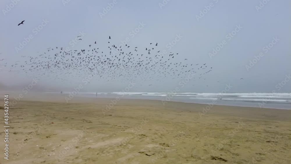 Bird Migration, Flock Of sea Birds Flying On a Sandy Shore. south america.