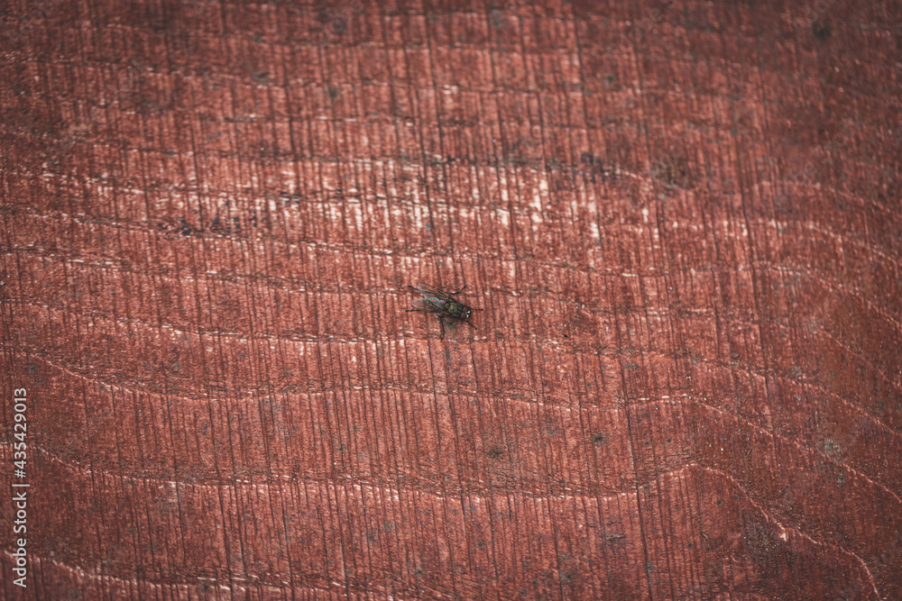 Fototapeta premium Graphic resource painted wood texture detail with fly
