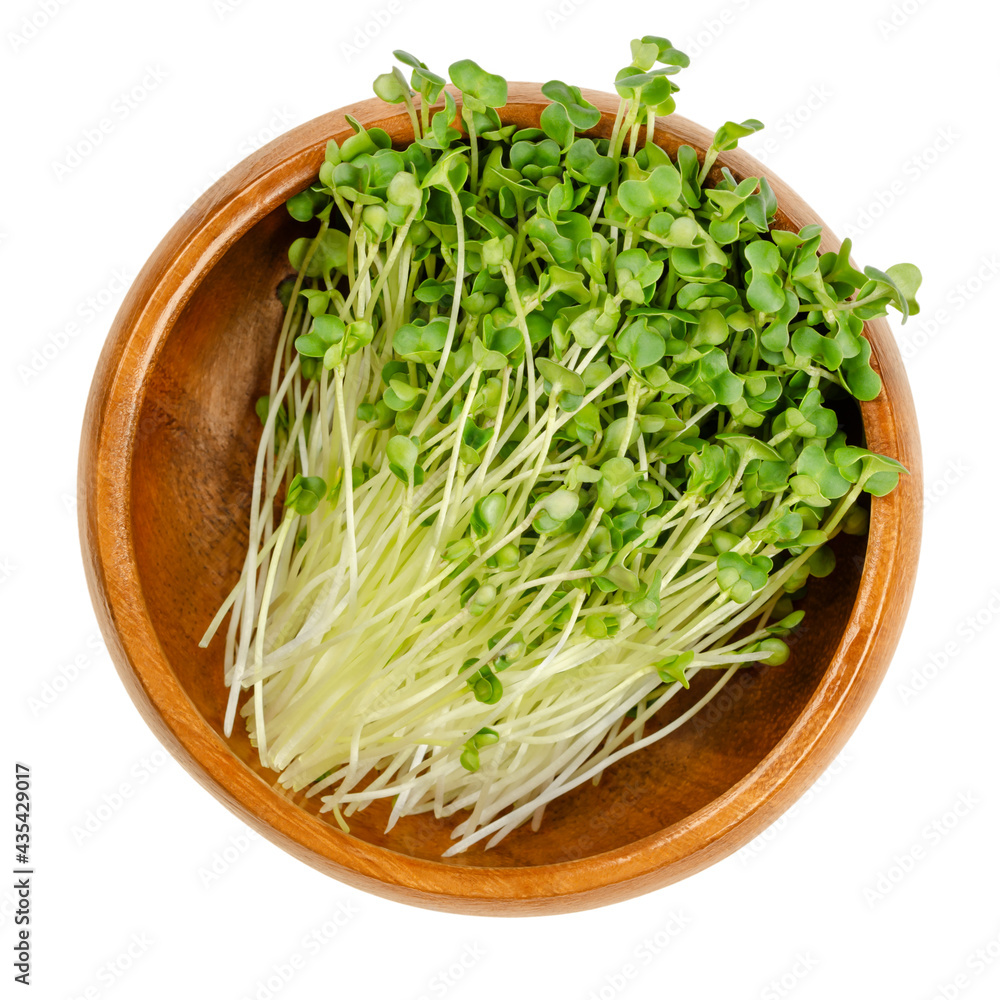 Rapeseed microgreens, in a wooden bowl. Ready to eat, green canola sprouts, seedlings, shoots and young plants of Brassica napus, used as garnish or in salads. Close up, from above, macro food photo. Rapeseed microgreens, in a wooden bowl. Ready to eat, green canola sprouts, seedlings, shoots and young plants of Brassica napus, used as garnish or in salads. Close up, from above, macro food photo.