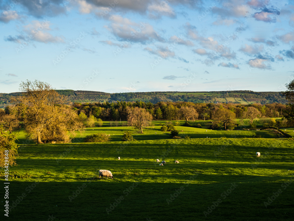 Fototapeta premium Golden Hour and the long shadows lie on lush green meadows, and sheep are contentedly dozing after a long day. Farnley. North Yorkshire