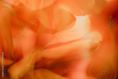 Spring Flowers