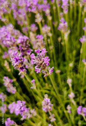 lavender flowers in the garden. essential oil for relaxation