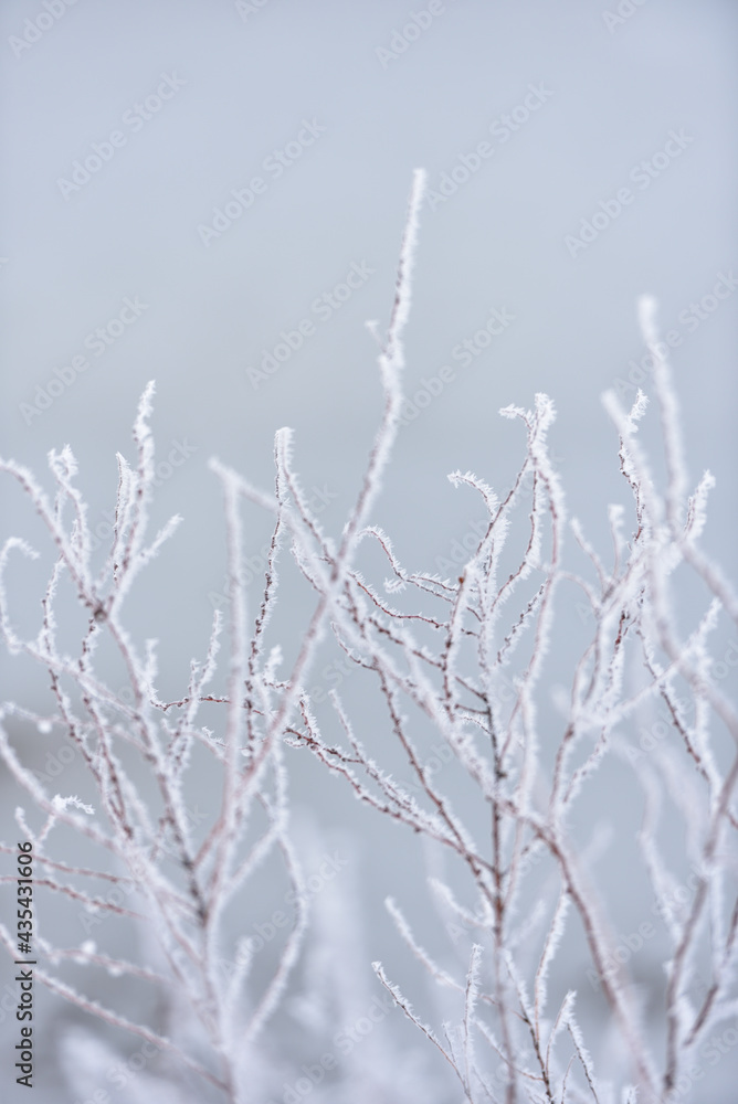 雪の木 雪の木