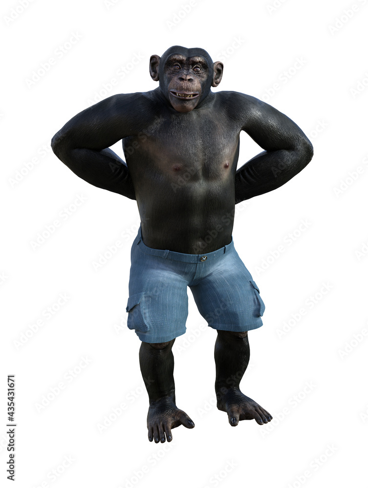 Illustration of a chimpanzee wearing shorts standing with both hands behind his back with a smile on his face Illustration of a chimpanzee wearing shorts standing with both hands behind his back with a smile on his face