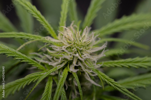 Cannabis Organic Farm