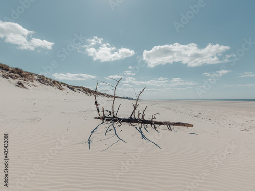 Driftwood on the beach and sand dunes 